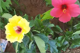 随手街拍，生活中处处都有美丽图片