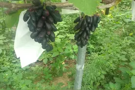 蓝宝石葡萄图片