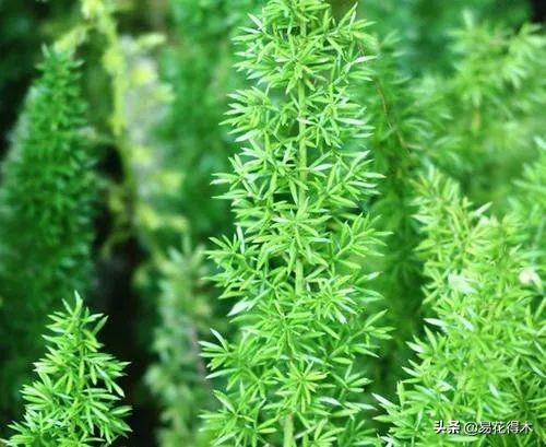 武竹又叫狐尾天门冬，观花观叶观果，和文竹观赏价值不相上下