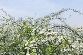 武汉免费的小众公园，私藏成片郁金香花海，可带宠物适合亲子游图片