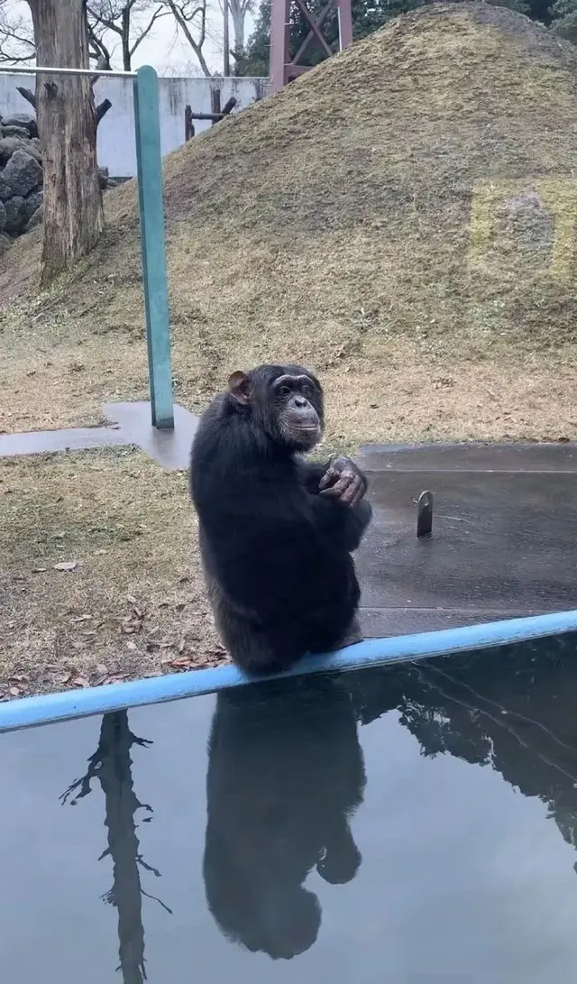 还记得詹姆斯和小庞吗?一只猩猩一只狗:抱歉,没能善待你们