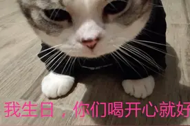 当初无奈收养的猫，今天2岁了，是家里的宝贝图片