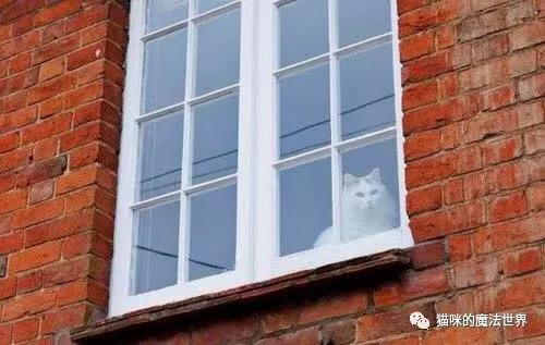 土耳其安卡拉猫 土耳其安哥拉猫和狮子猫的区别(图9) 土耳其安卡拉猫 土耳其安哥拉猫和狮子猫的区别(图9)