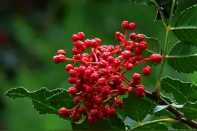 资深椒农细谈：花椒树春季清园注意哪些要点？以下两点很关键图片