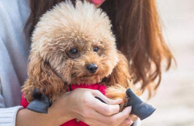 养狗这么多年，现在才知道泰迪犬这几个动作，背后的意思