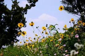 乡土散文：一晴方觉夏深图片