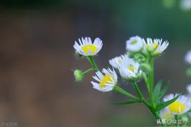 36岁女人在男闺蜜家住了几天，被丈夫赶出家门，男闺蜜：别指望我图片