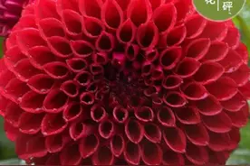 大丽花的养护与繁殖图片