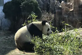森林动物园开园首日接待游客近5000人次图片