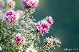 赏读立冬菊花古诗六首：万树皆零落，黄菊一何好图片