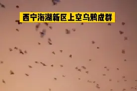 西宁海湖新区上空乌鸦成群图片