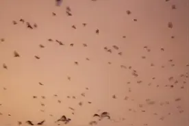 西宁海湖新区上空乌鸦成群图片