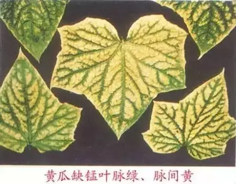 妞嶇墿缂虹礌鍘熷洜鍙婄己绱犵棁鐘跺鐓ц〃