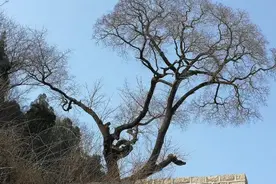 全球仅存一株的降龙木活株在中国，比黄金还要珍贵，堪称世界奇迹图片