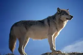 以家庭为单位的狼群，低级狼并没有交配权，它们会如何繁殖后代？图片