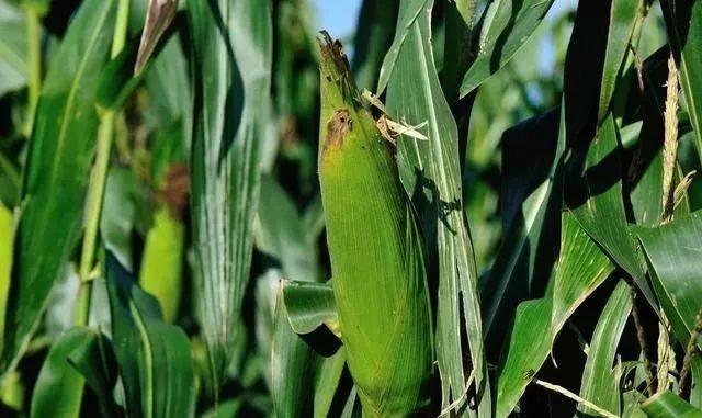 鑷繁灏辫兘閰嶅埗鍏ㄨ惀鍏绘皑鍩洪吀鍙堕潰鑲ワ紝浜ч噺鑳界炕鐣紝涓€瀛ｅ彧闇€鍠?閬? onerror=