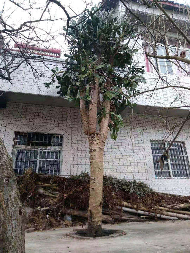 鱼鳞痣开花图片