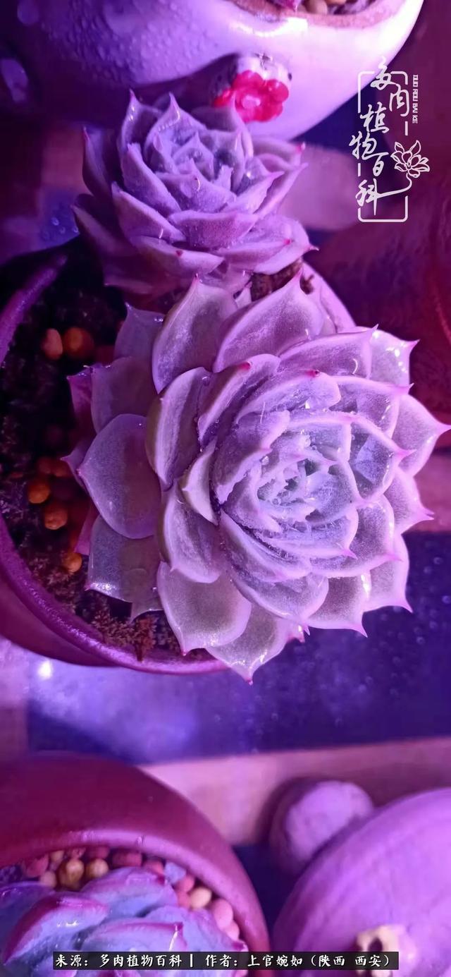 一入肉坑深似海之，我与多肉的不解之缘