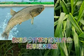 鱼塘里养殖千条草鱼，纯草喂养需要种植多少亩象草才能够供应呢？图片