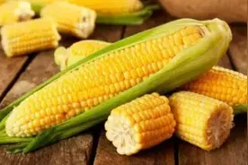 今天才知道，玉米忌讳直接加水煮，“这样做”玉米香甜软糯特好吃图片