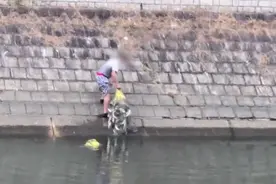 香港河道乌头鱼泛滥，有人一网几十斤，但自己却不吃，为何？图片