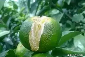 防好裂果，让果农笑不拢嘴图片
