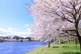 今日清明丨人间四月芳菲始 一曲怀念故人听图片