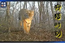 罕见至极！监控拍到野生东北虎追逐梅花鹿视频图片