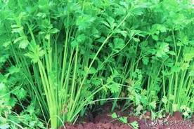 处暑后赶紧种植香菜，掌握三种方法，出苗快产量高图片