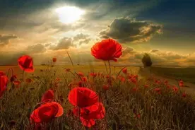 金三角风云，国军残部里跑出来的世纪毒枭们图片