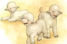 中英文双语绘本故事《Lambs》小羊羔图片