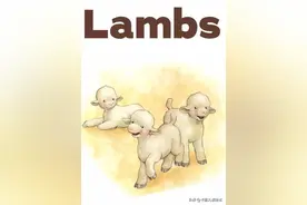 中英文双语绘本故事《Lambs》小羊羔图片