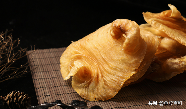 花胶 百科 花胶百科全书