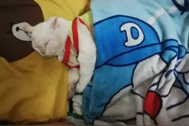 白猫帮主人看守“西瓜棚”，6年来不准生人摸瓜，收养之恩它没忘图片