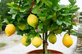 柠檬树只开花不结果，一定是这2点没做对，合理改善一下图片