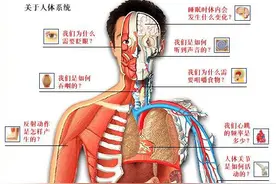 「转载」史上最全的人体（组织器官）全图图片