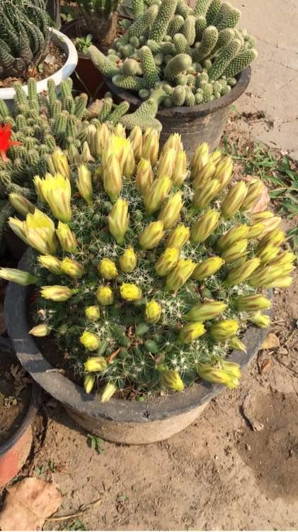 仙人球竟然是"开花机器"?你的不开花?养错了吧