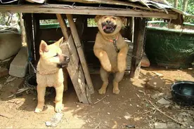 为什么田园犬不能随便养？因为这6个优点，让你离不开它图片