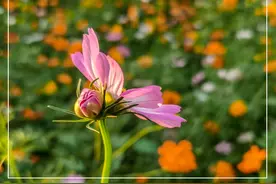 格桑花幸福圣洁的花（十五）图片