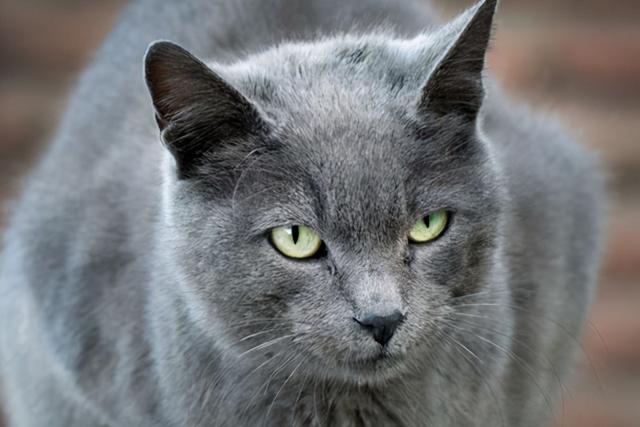 9种适合家养的“小”猫咪，第一名是英短还是田园？