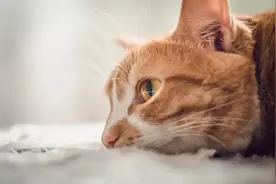 干货：​猫咪呕吐了怎么办？原因有多种，主人切记要“对症下药”图片