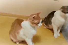 后腿残疾的橘猫，与它的守护神狸花猫，了解它们的故事后我流泪了图片