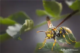 比起大型的危险动物，这些不起眼的“小东西”可能更加危险图片