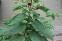 玄参是一种什么样的植物图片