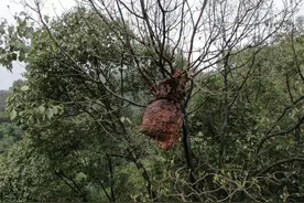 又是宜宾！两男子强摘蜂巢造成1死1重伤，赔26万，马蜂杀伤力大？图片