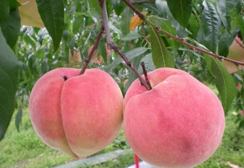 清华学霸理综292分，他说学好理综只需要记这些口诀！