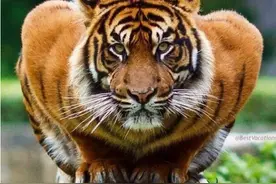 老虎的身体素质，与人类相比已达到什么水平，看完才知武松是骗子图片