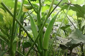 黄秋葵好吃又营养！在家种上几棵，一年都有秋葵吃图片