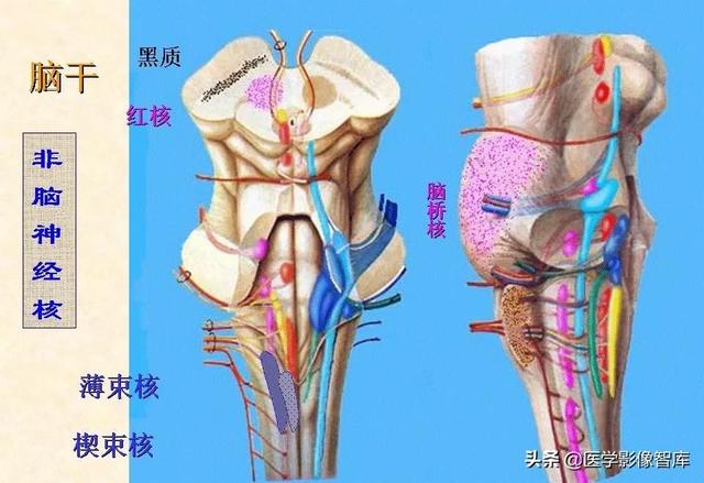 脑干、小脑及间脑解剖