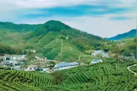 少有人知的龙井茶历史 应广为人知的龙井茶产区 都知道才真明了图片